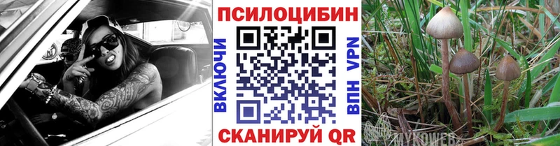 Псилоцибиновые грибы мицелий  кракен ССЫЛКА  Никольское  сколько стоит 